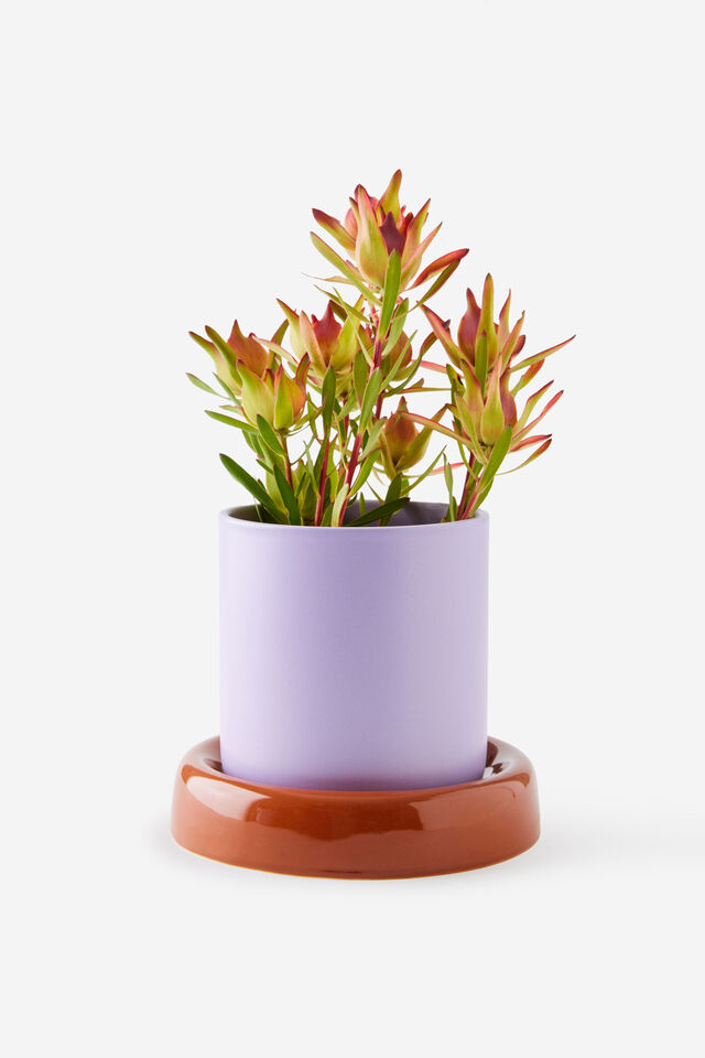 Bulbous Planters, GINGERBREAD / ORCHID