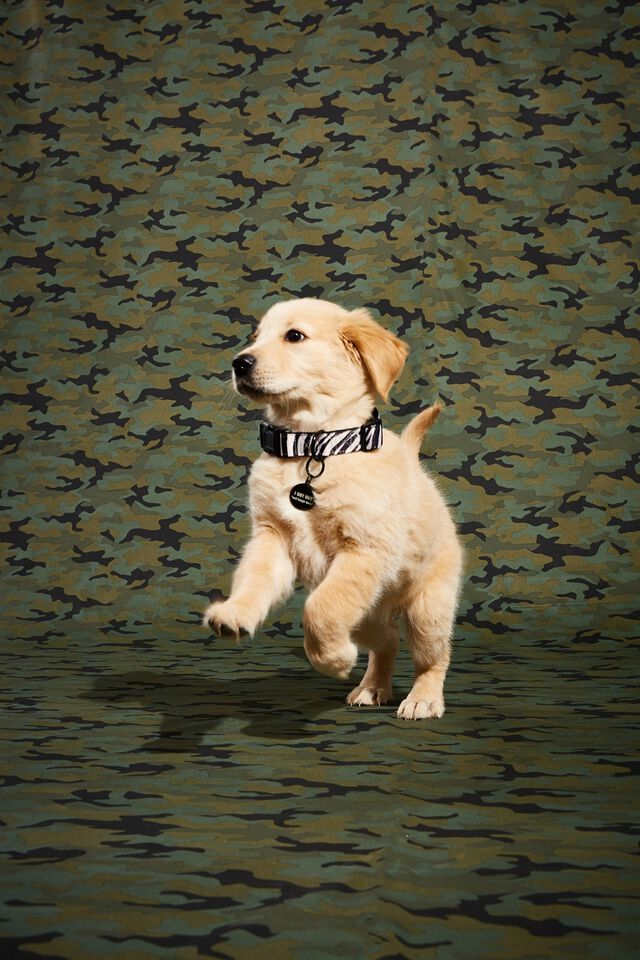 Dog Collar, ABSTRACT ZEBRA