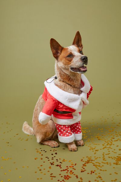 Pet Club Dog Costume, XMAS SANTA!!