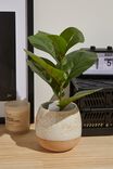 Faux Real - Mid Sized Plant, FIDDLE LEAF FIG