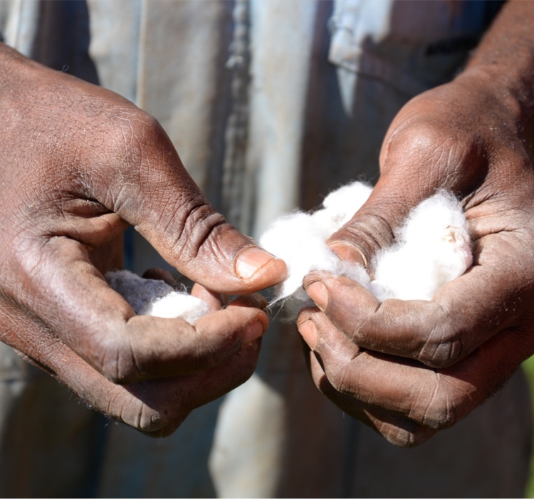 Photo of hands examining cotton.