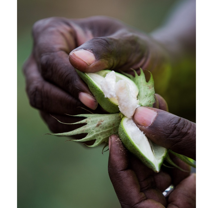 Photo of hands examining cotton plant.
