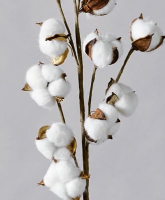 Is Cotton Hypoallergenic? Learn The Effects Cotton Has on Your