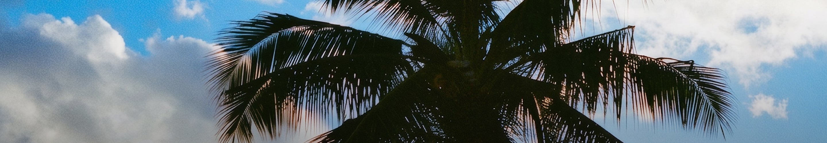 Palm tree fronds silhouetted against a bright blue sky with white clouds