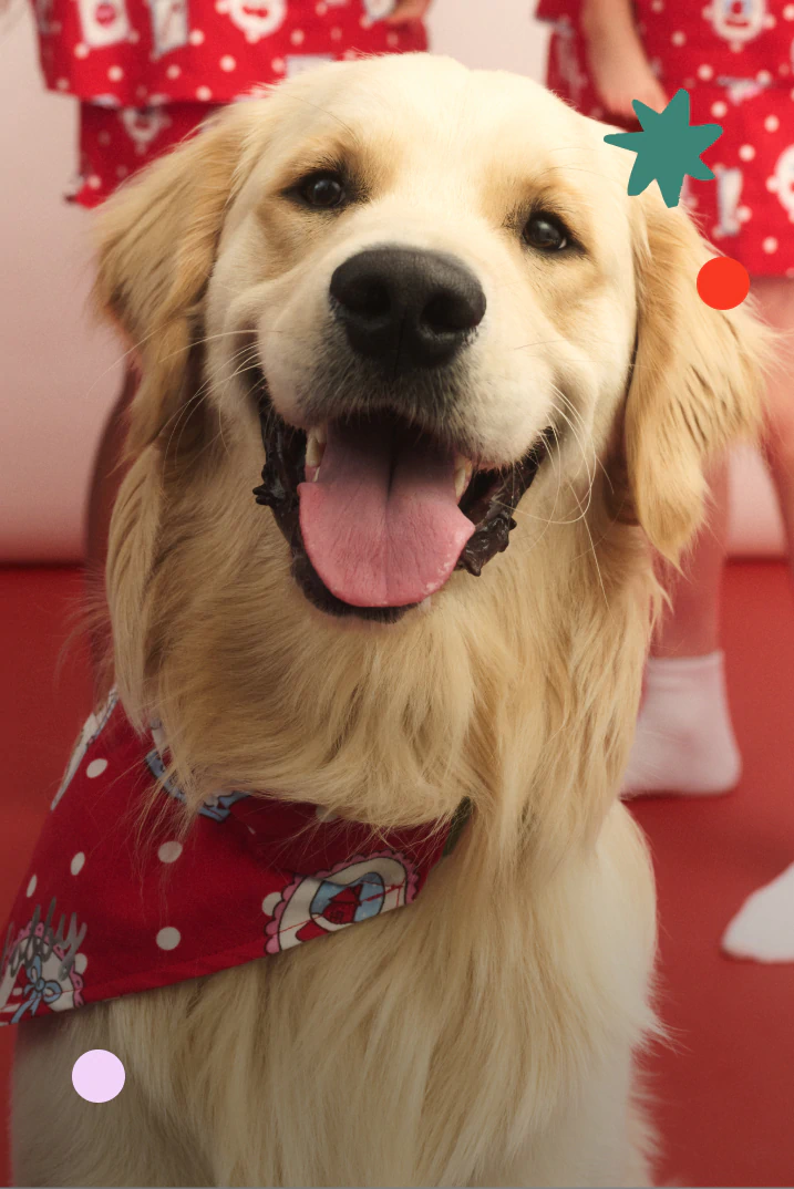Golden Labrador wearing red Cotton On pajamas with festive pattern, smiling against red Christmas-themed background with decorative star and ornament overlays