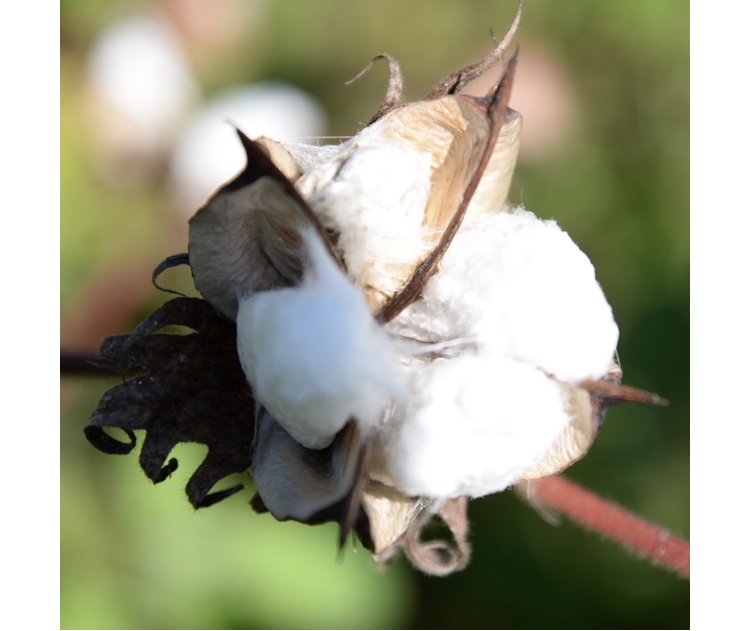 Photo of cotton flower.